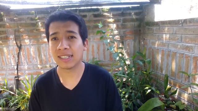 ¿Cómo cuidar y mantener las raíces de las orquídeas? || Orquiplanet смотреть онлайн