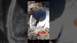 чел упал в болото