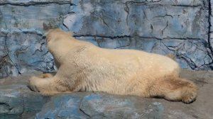 Белые медведи. Екатеринбургский зоопарк. Умка и Айна.