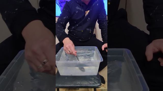 Чёрная борода на анубиасе смотреть онлайн