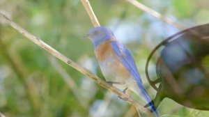 Beautiful Bird Sounds Relaxing Music -  Расслабляющая Музыка и Пение Птиц