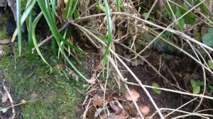 How to locate Honey fungus (Armillaria mellea)  edible mushroom after appropriate preparation