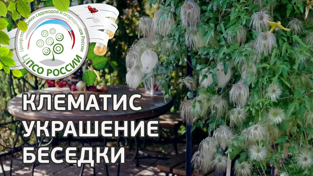 Клематис осенью. Клематис украшение беседки.
