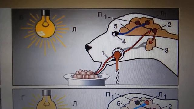 Повторяем "Рефлексы - условные и безусловные" (Баштанник Н.Е.) смотреть онлайн