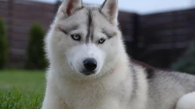 ТОП 10 самых опасных пород собак.TOP 10 most dangerous dog breeds смотреть онлайн