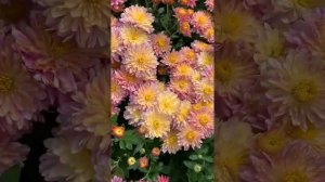 Шикарная корейская хризантема Ирен Пинк Еллоу Глоу