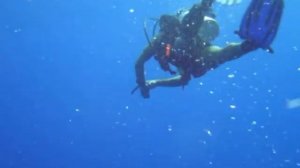 Shark video, Подводное видео акул в Красном море.