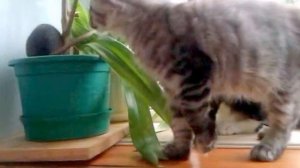 Котята мейн-кун возраст 3 месяца