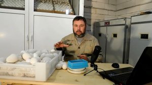 Критерии отбора гусиного яйца на инкубацию