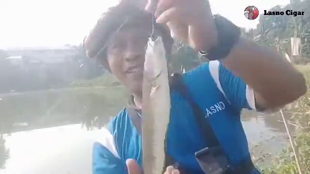 CASTING IKAN GABUS DI RAWA PINGGIR SAWAH!!! HASILNYA LUAR BIASA.. смотреть онлайн