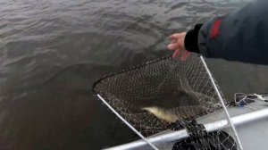 Что ест хищник на глубине 4 метра. Лучшая приманка на окуня. спиннинг . Рыбалка на озере.