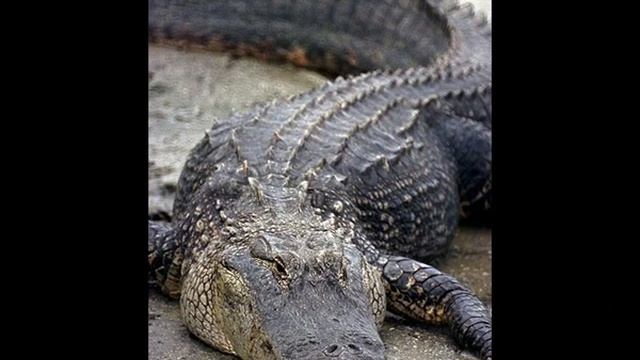 По Миссисипи смотреть онлайн