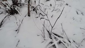 Проверка капканов. Охота на куницу, лису, норку, бобра. Поставил капканы на бобра. Есть результат.