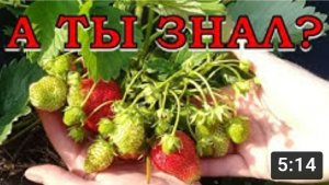 КЛУБНИКА. Уход, подкормка во время цветения и плодоношения???
