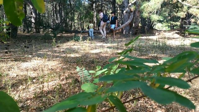 Поездка за город/ Знакомство с животными/ Собираем природный материал? смотреть онлайн