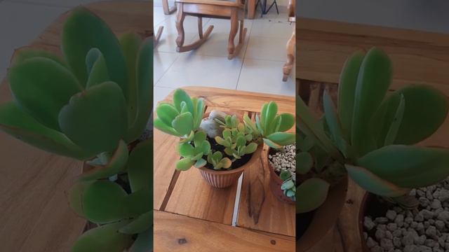 kalanchoe y Echeveria pallida смотреть онлайн