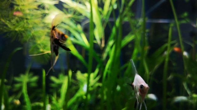 Скалярия. Уход разведение кормление и виды.
