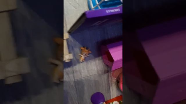 Игры с хомяком / лабиринт для джунгарика смотреть онлайн