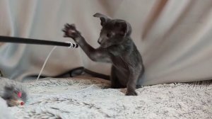 Голубой ориентал