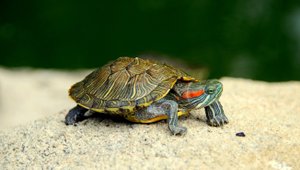 Обзор на моих домашних черепашек чееееек