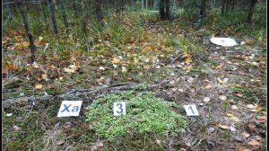 15  Уникальные случаи воздействия геоактивных зон на биоту