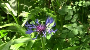 Васильки из детства.