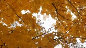 Листик, листик, листопад Гимназия 77 г.Крикова 2021