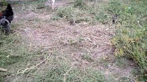 Горький перец стимулирует ЯЙЦЕНОСКОСТЬ у КУР НЕСУШЕК/Почему куры не несутся?