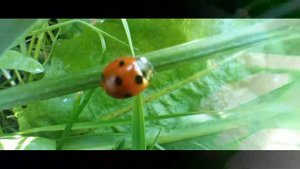 Божья коровка