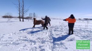 Загнал табун.|Арман забрает свою дикую лошадь, обучает по дороге домой.