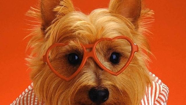 Самые интересные, удивительные и необычные факты о собаках со всего мира.Братья наши меньшие:Собачк