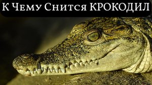 К чему снится КРОКОДИЛ или видеть во сне КРОКОДИЛА | Толкование снов | Сонник Sk1.online