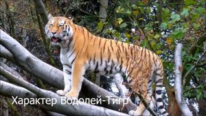 Характер: Водолей в год Тигра (Водолей-Тигр)