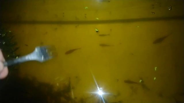 Как сделать мамочник для малька. ? ? ? ??? смотреть онлайн