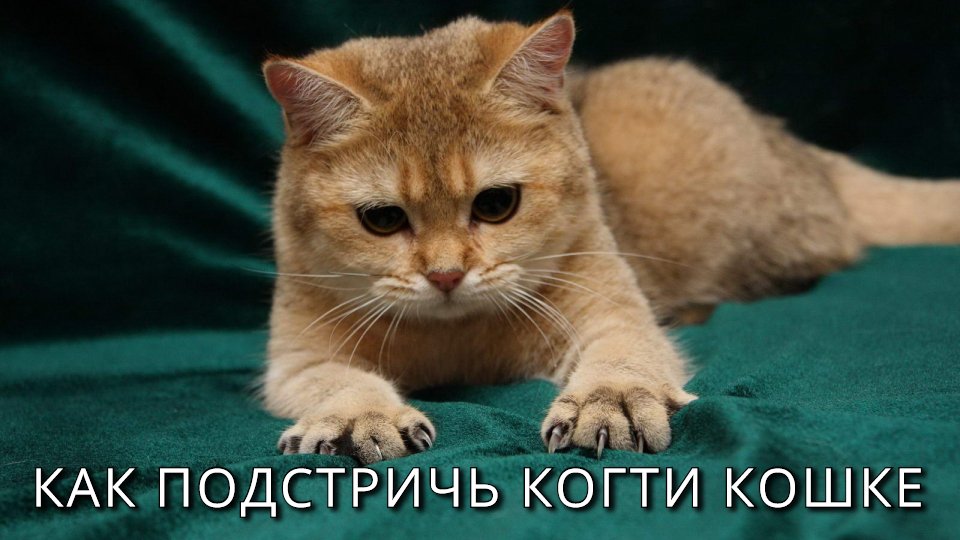 КАК ПОДСТРИЧЬ КОГТИ КОШКЕ ✂ ? Полезные советы ➄