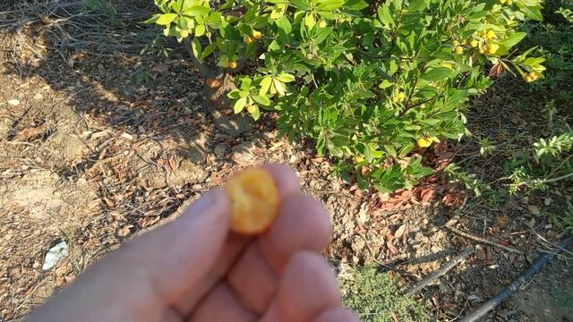 Интересная находка. Земляничное дерево или Арбутус с очень вкусными плодами смотреть онлайн