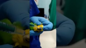 Как давать лекарства в клюв попугаю