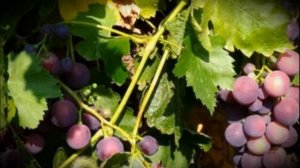 Столовый виноград Кардинал раннеспелая ягода к десертному столу