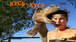 ПОПРОБУЙ НЕ ЗАСМЕЯТЬСЯ, 999% ПРОИГРАЮТ / 305 СЕКУНД СМЕХА | ПОДБОРКА ПРИКОЛОВ / СМЕШНЫЕ ВИДЕО 2023