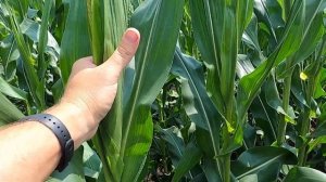 Вредители на кукурузе, Краснодар