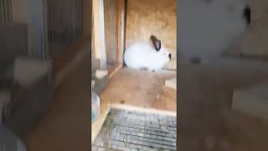 Клетка для кроликов,своими руками.