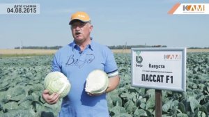 Капуста Пассат F1. Характеристики гибрида