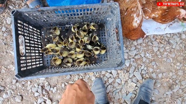 14-avgust, 2022 ТУРТКУЛЬ ТОВУК БОЗОРИ смотреть онлайн