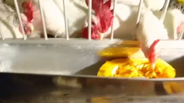 Тыква для кур