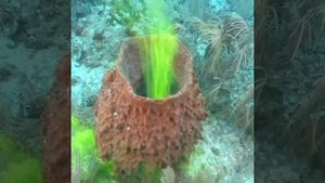 Kак гигантская натypaльная морская губка качaeт воду