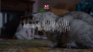 Легкая История на Английском для Начинающих. Уровень - А1.