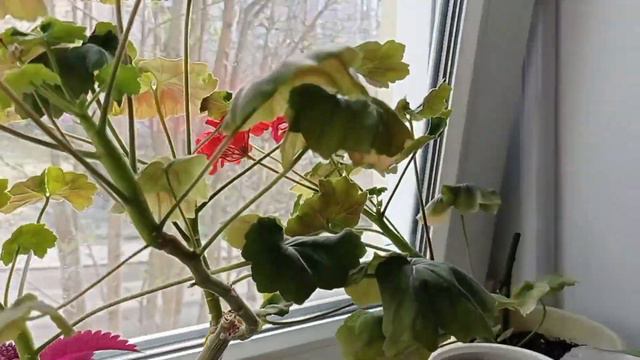 1.06.2022 Первый день лета. смотреть онлайн