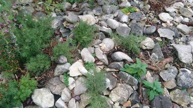 Метельник ситниковый, или Метельник прутьевидный, Испанский дрок (Spansk visse, Genista hispanica) смотреть онлайн