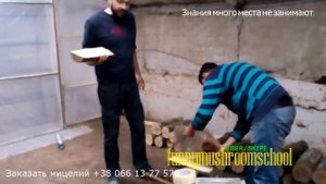 вешенка на пнях, Экстенсивный способ выращивания