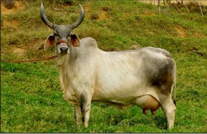 Коровы Зебу в Саратовской...
Мой комментарий.